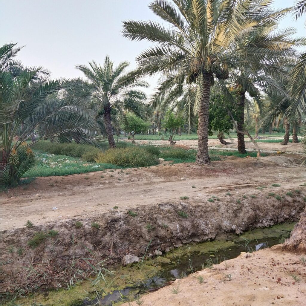 Green Palm Trees Beside a Canal