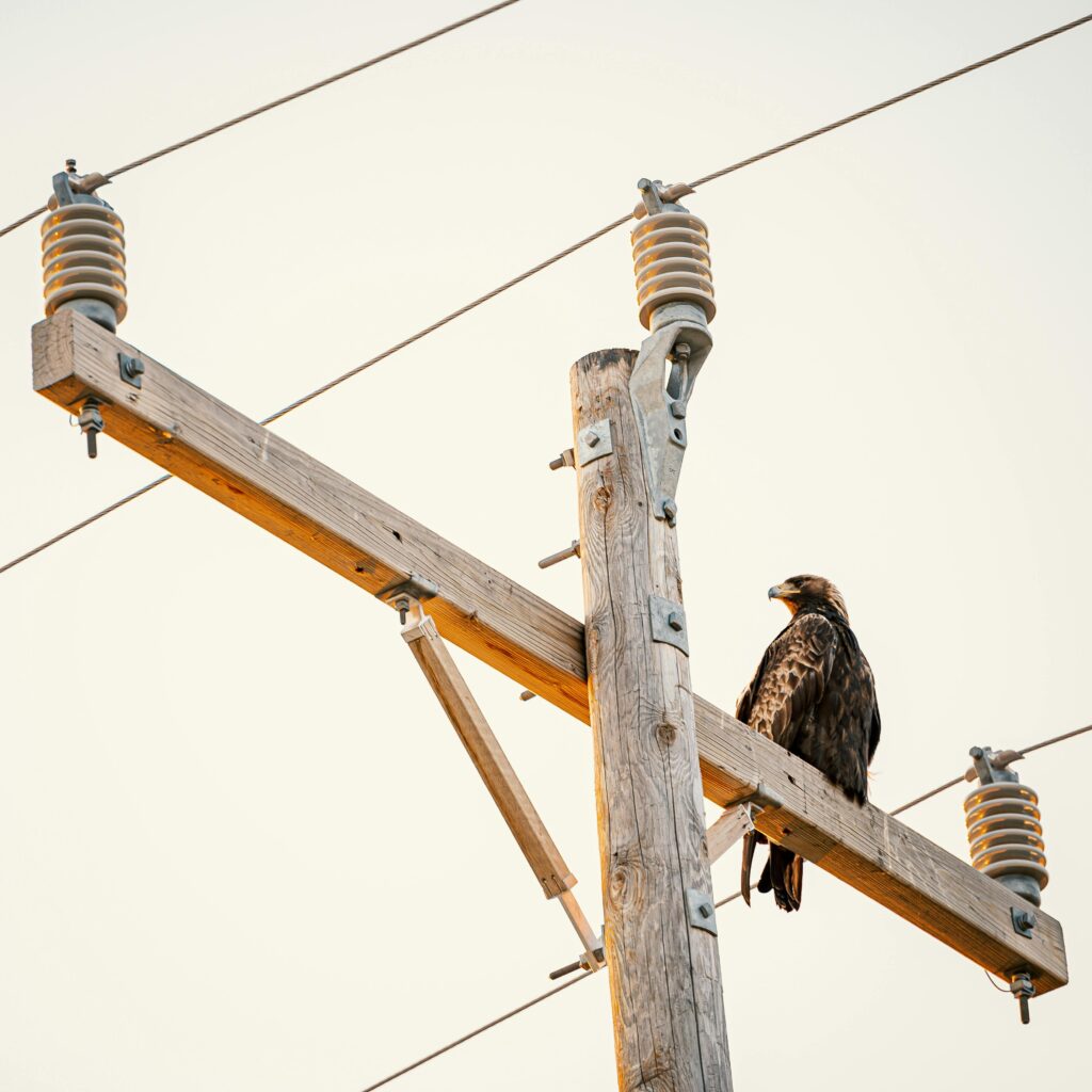 A powerful eagle rests atop a utility pole amidst power lines, silhouetted against an evening sky.